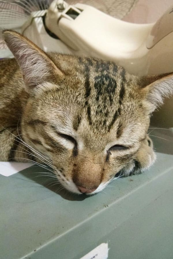 Chat malade ayant une hépatite