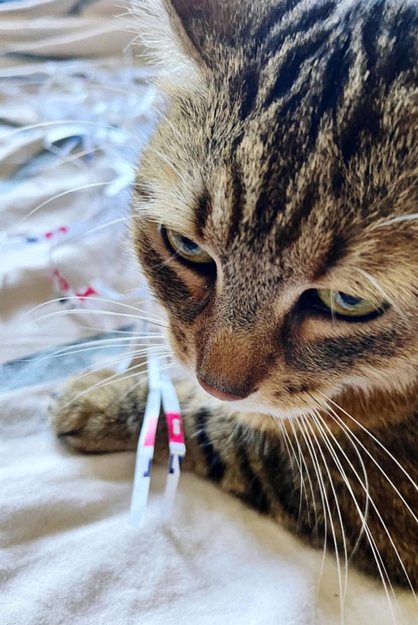 Chat chez le vétérinaire pour une insuffisance hépatique