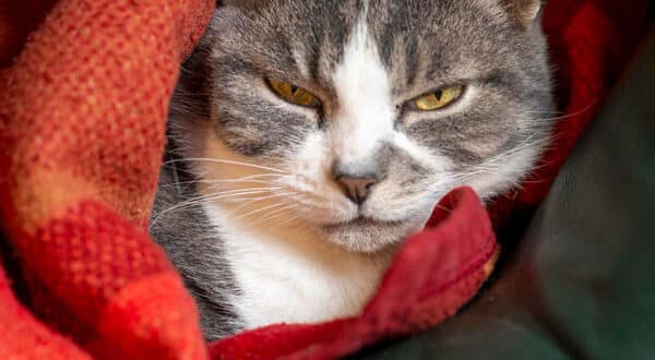 Chat ayant une insuffisance rénale