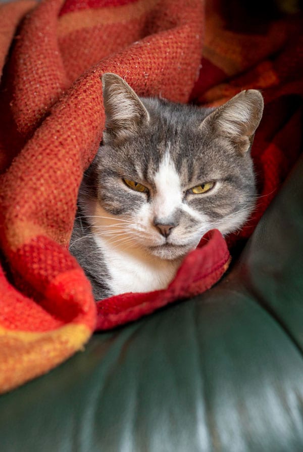Chat ayant une insuffisance rénale