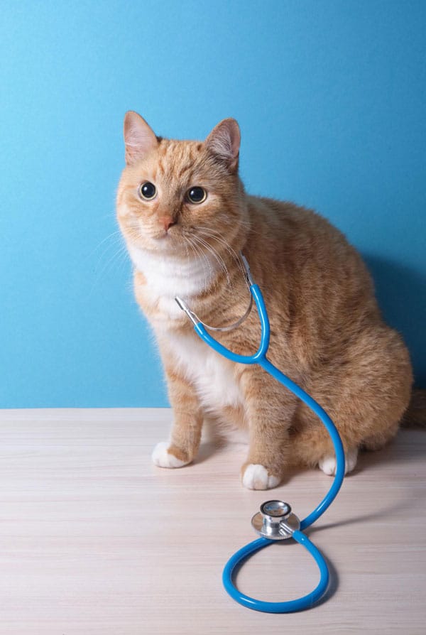 Chat avec la maladie d'Addison