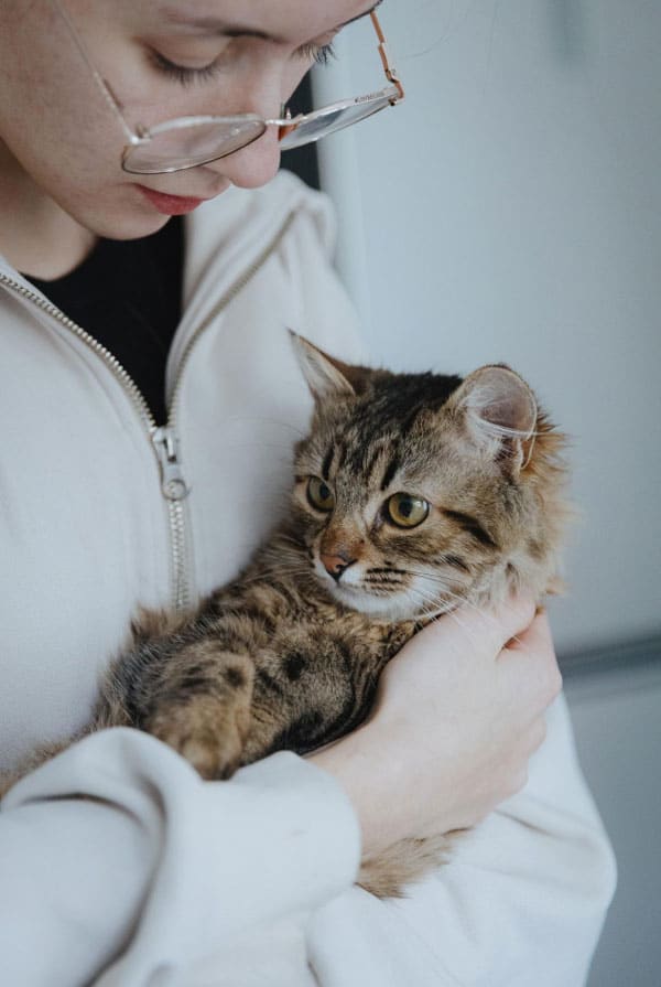 Chat atteint de la maladie inflammatoire chronique de l'intestin