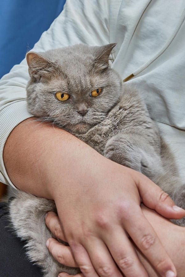 Chat souffrant d'une malformation de Chiari