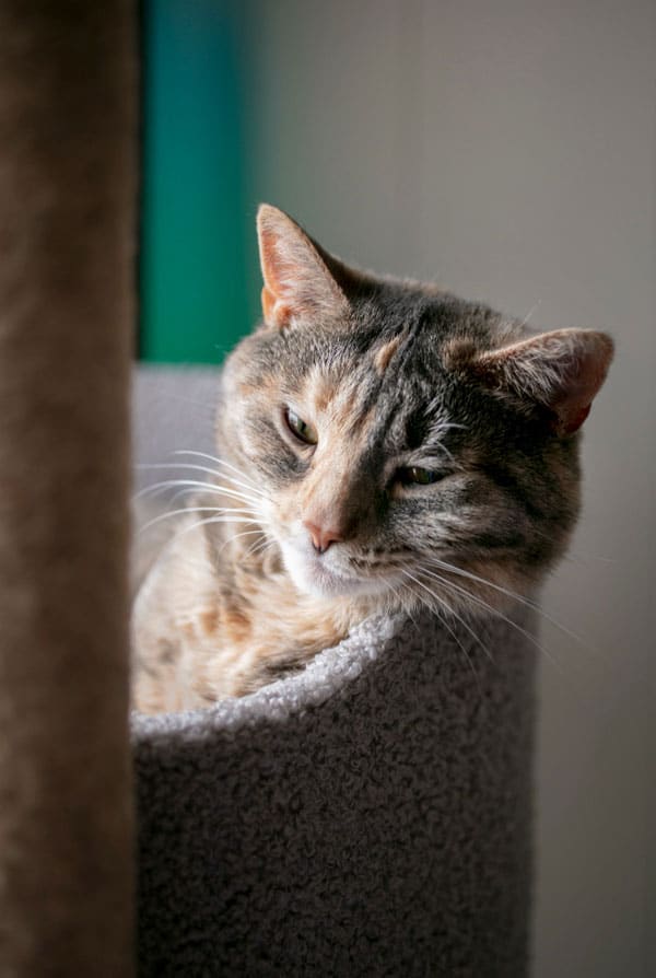 Chat dans son panier qui présente une sécheresse oculaire