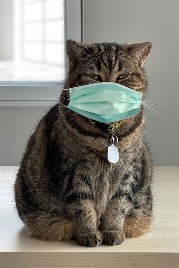 Chat ayant un souffle cardiaque