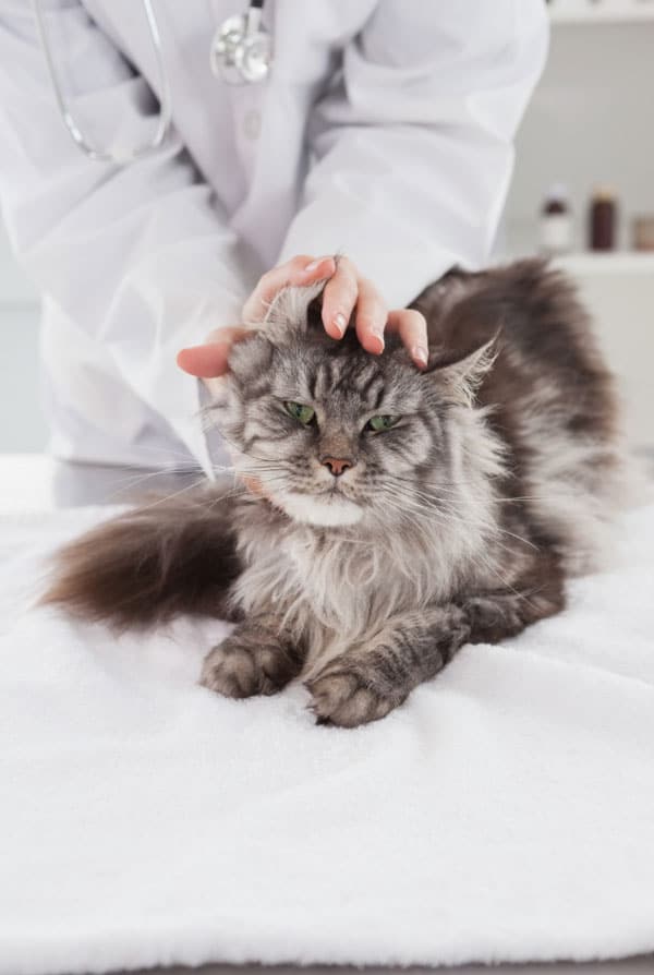 Chat chez le vétérinaire pour une spondylarthrite