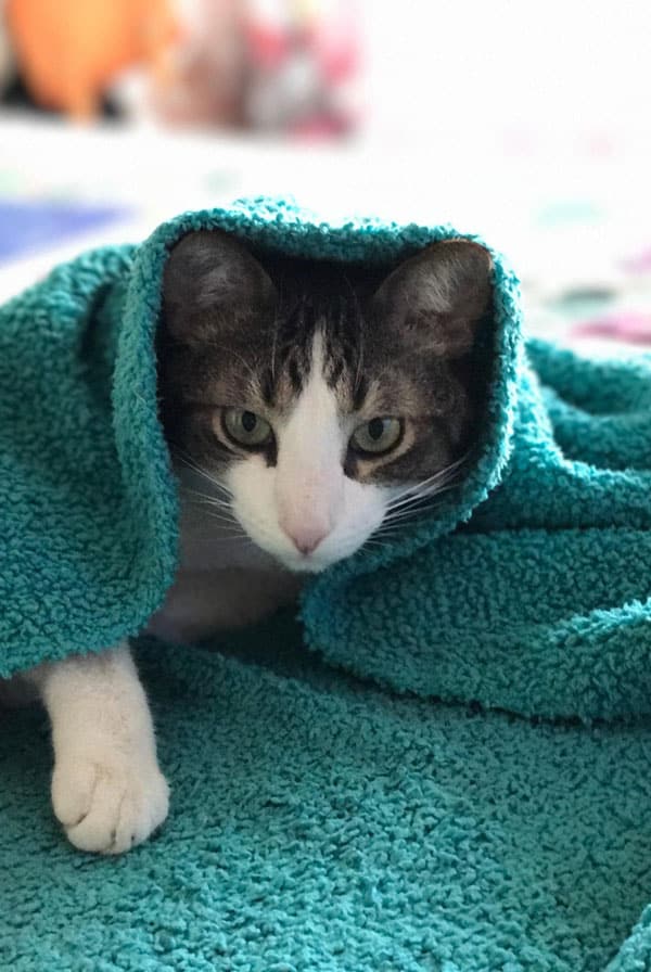 Chat ayant une thrombose