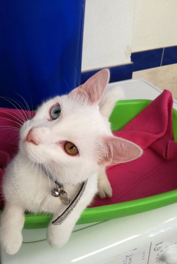 Chat ayant une tumeur
