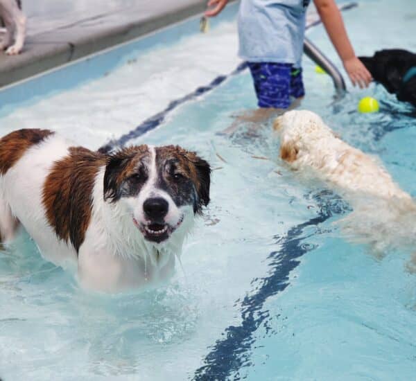 Chiens qui s'amuse dans les parcs aquatiques