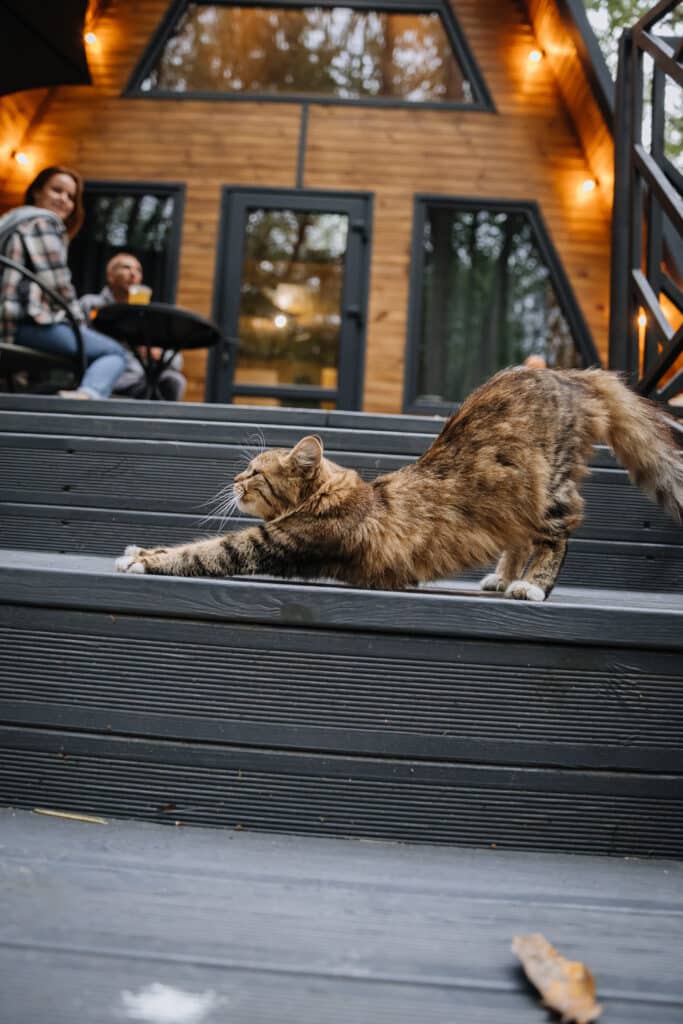 Chat qui s'étire sur les escaliers d'une terrasse en bois