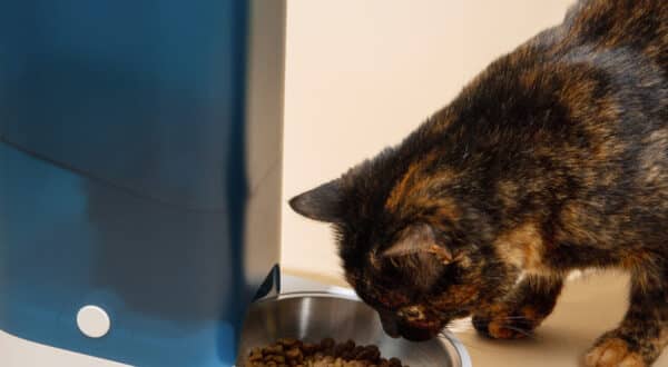 Distributeur de croquettes chat