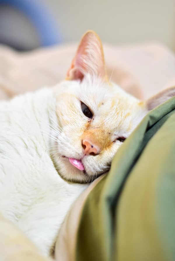 Chat malade ayant un carcinome