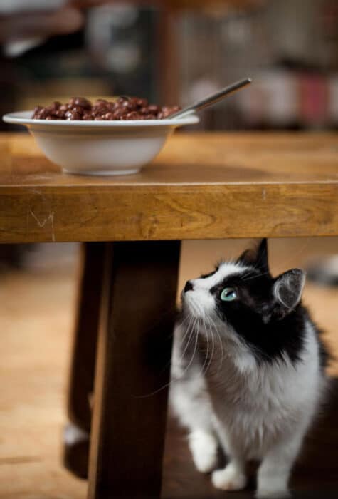 Chat blanc et noir curieux devant du chocolat