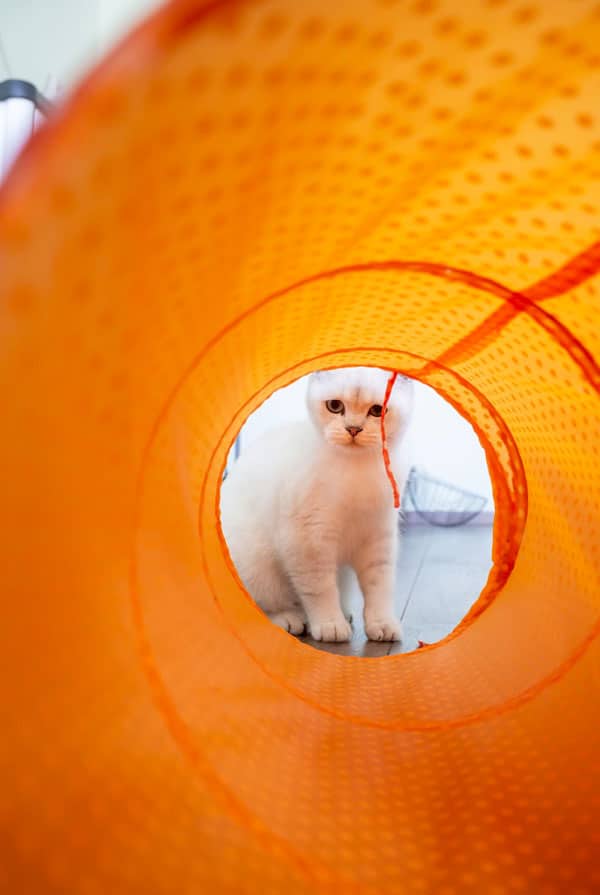 Chat blanc dans un tunnel orange