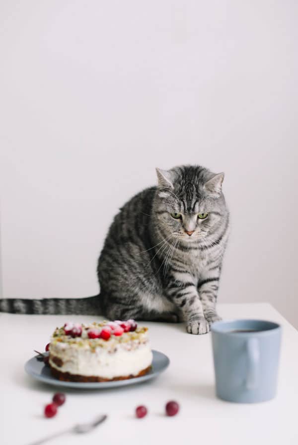 Chat gris foncé devant un gâteau