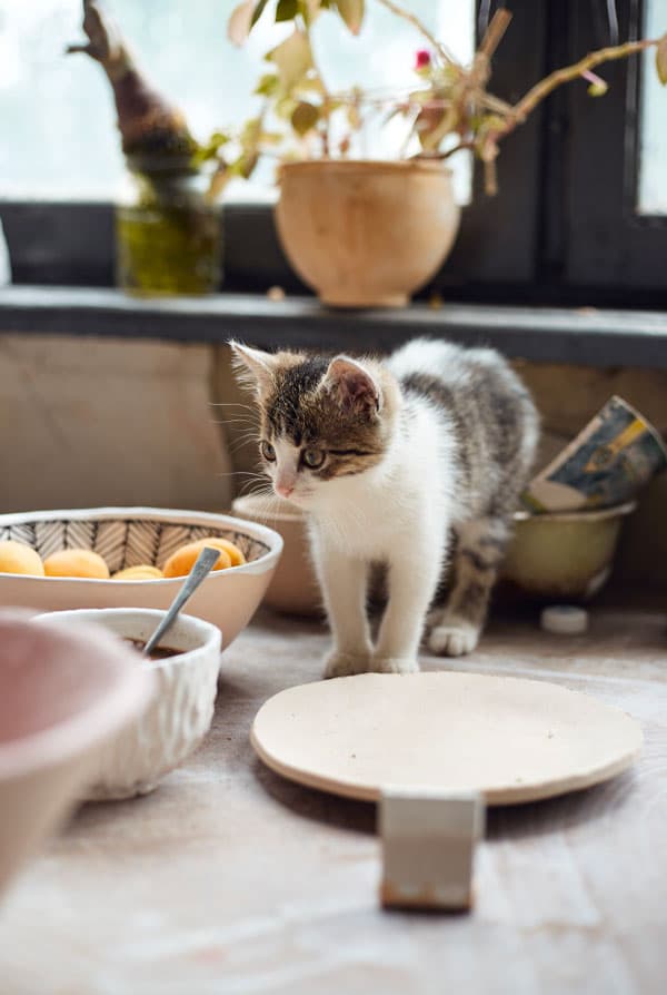 Chaton blanc et gris dans la cuisine