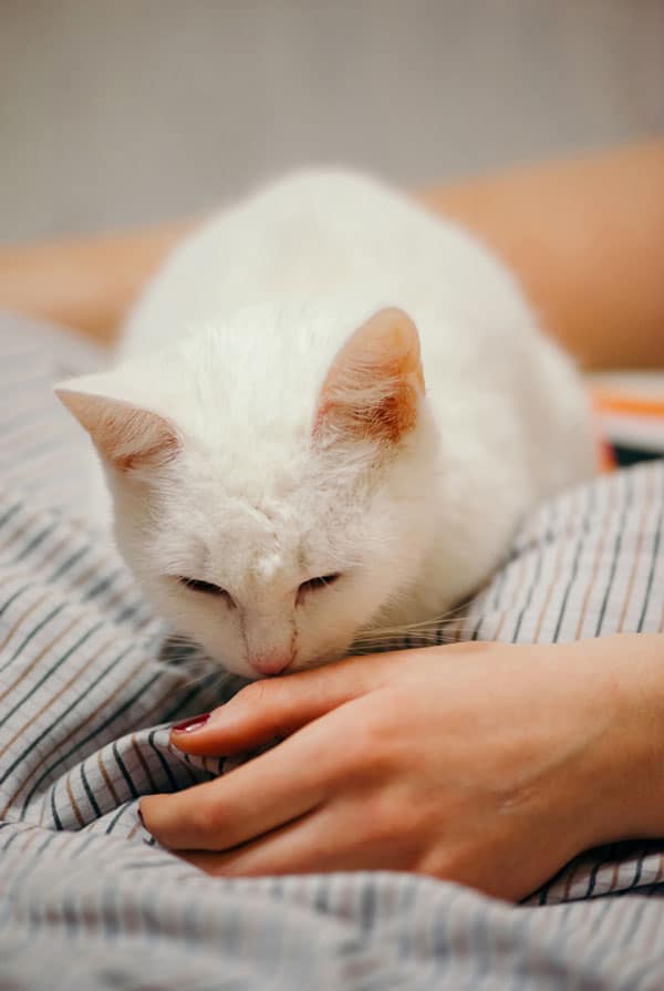 Chat atteint de cryptococcose