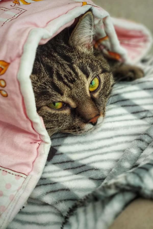 Chat avec un décollement de la rétine