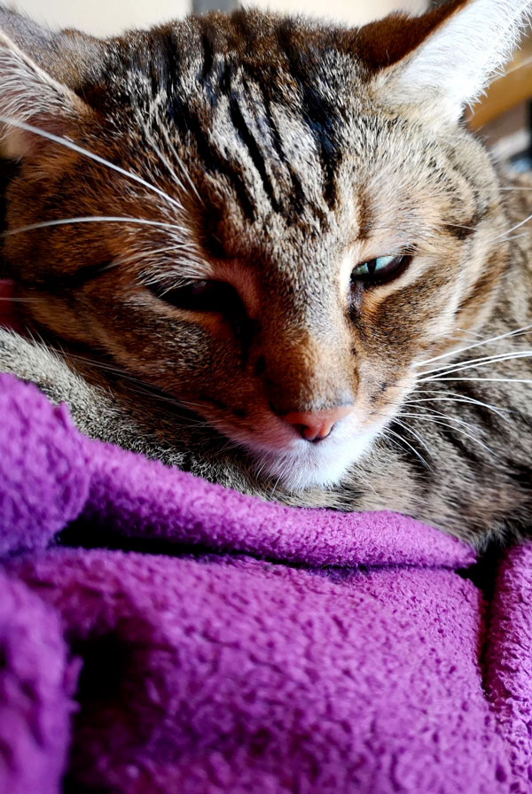 Chat souffrant de dyspnée