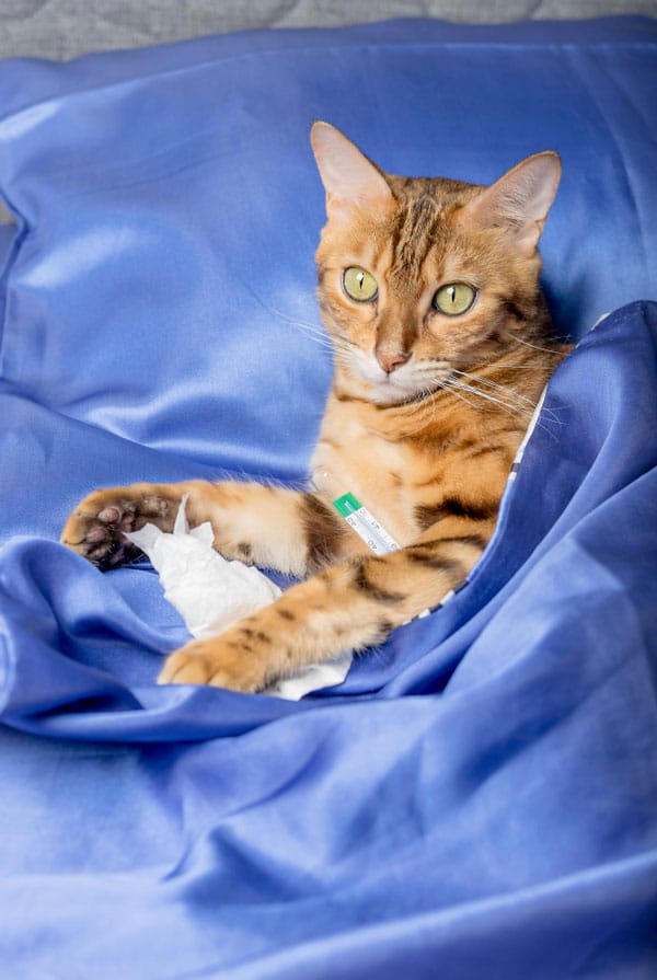 Chat atteint d'ehrlichiose