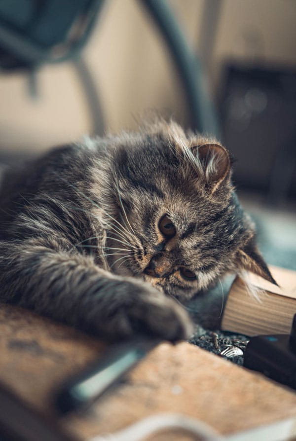 Chat atteint d'endocardite