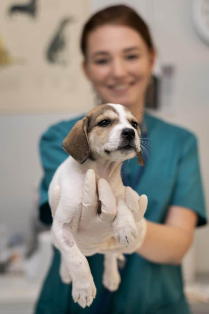 Chien dans les bras du vétérinaire