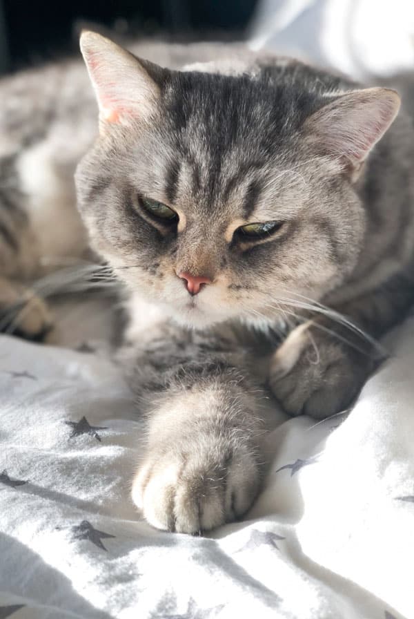 Chat malade ayant une hydrocéphalie