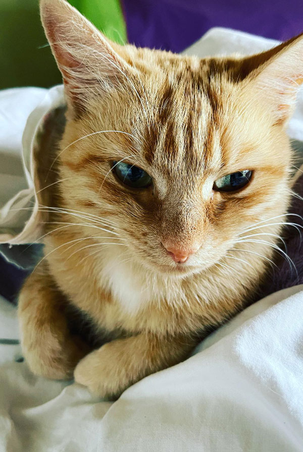 Chat avec un mélanome