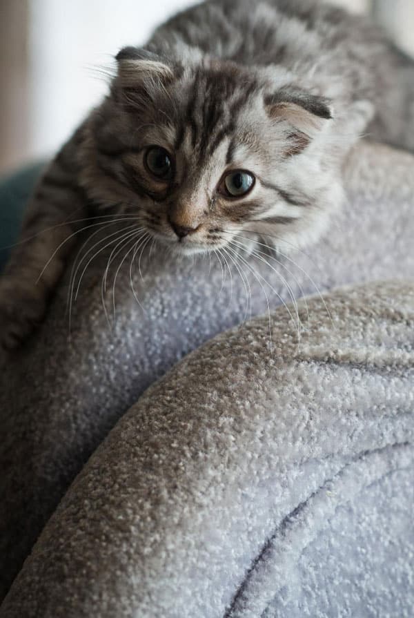 Chat ayant la méningite
