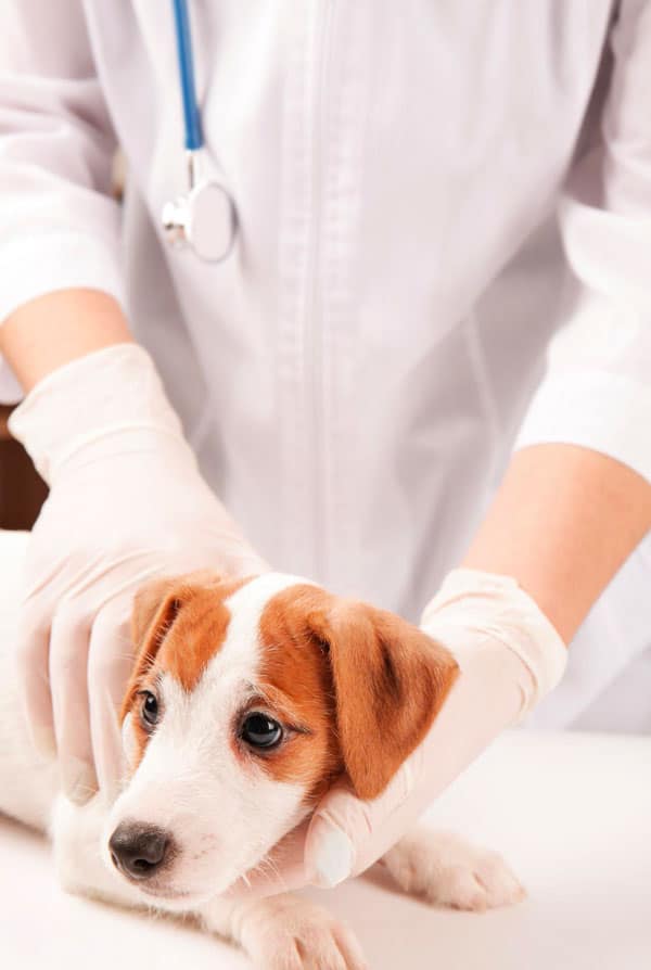 Chien atteint de myasthénie chez le vétérinaire