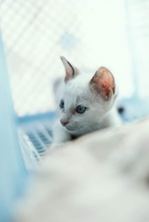 Chat malade atteint de neutropénie