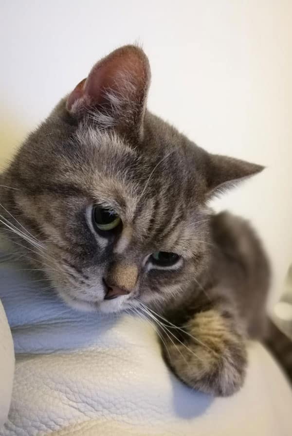 Chat ayant une occlusion intestinale