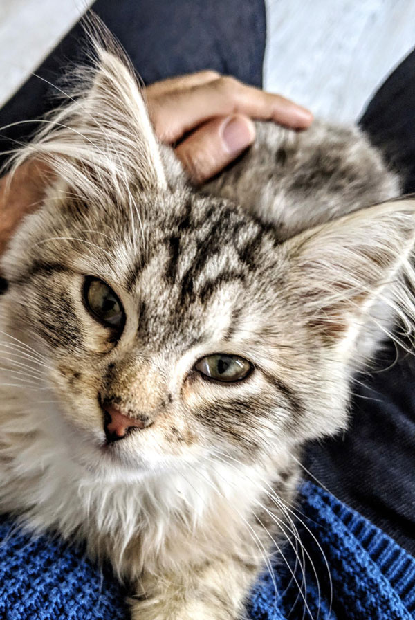 Chat avec un oedème pulmonaire