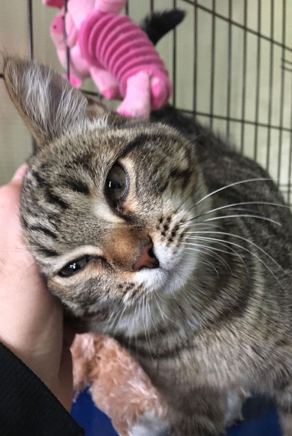 Chat atteint d'ostéosarcome