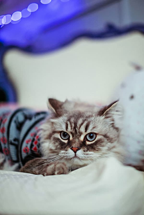 Chat ayant contracté la piroplasmose