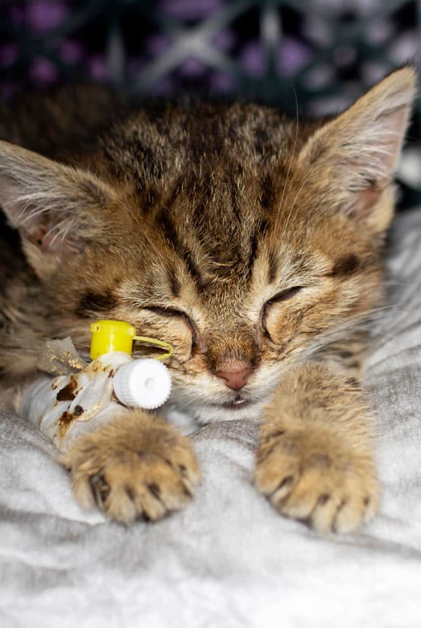 Chat ayant un pneumothorax