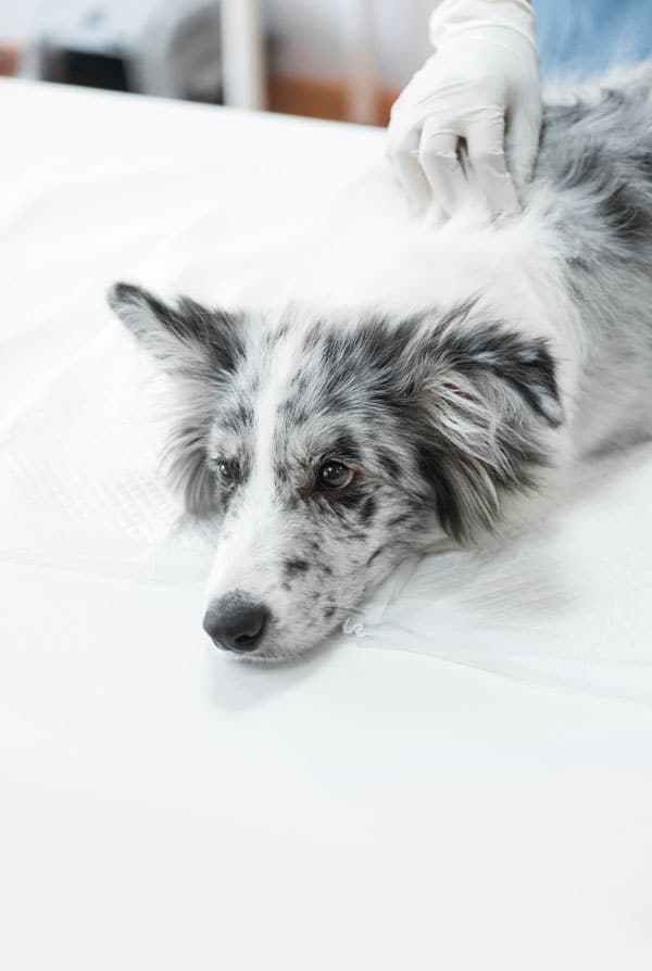 Chien chez le vétérinaire pour un pneumothorax