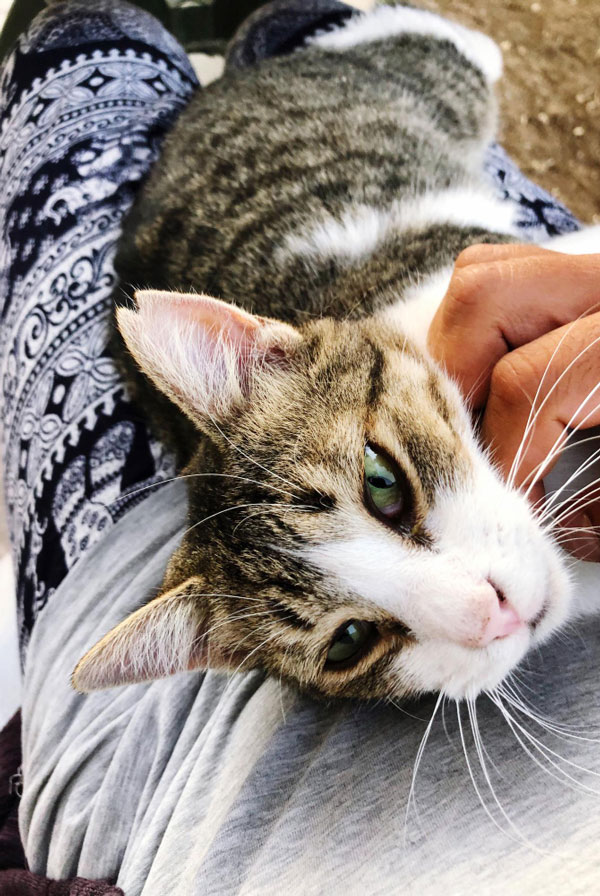 Chat ayant un sarcome