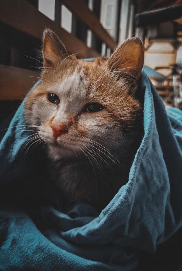 Chat ayant un syndrome vestibulaire