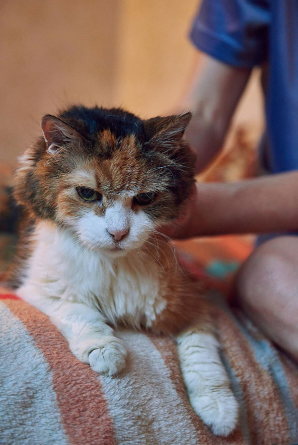 Chat atteint du tétanos