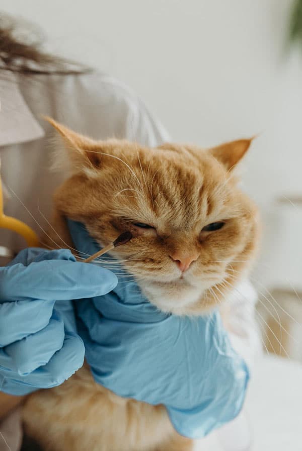 Chat chez le vétérinaire pour une tuberculose