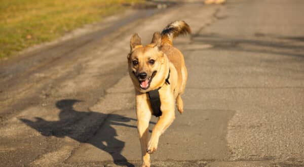 Chien course à pied