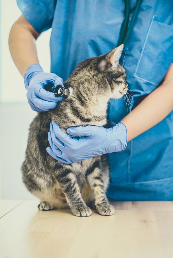 Chat qui fait un bilan de santé chez le vétérinaire
