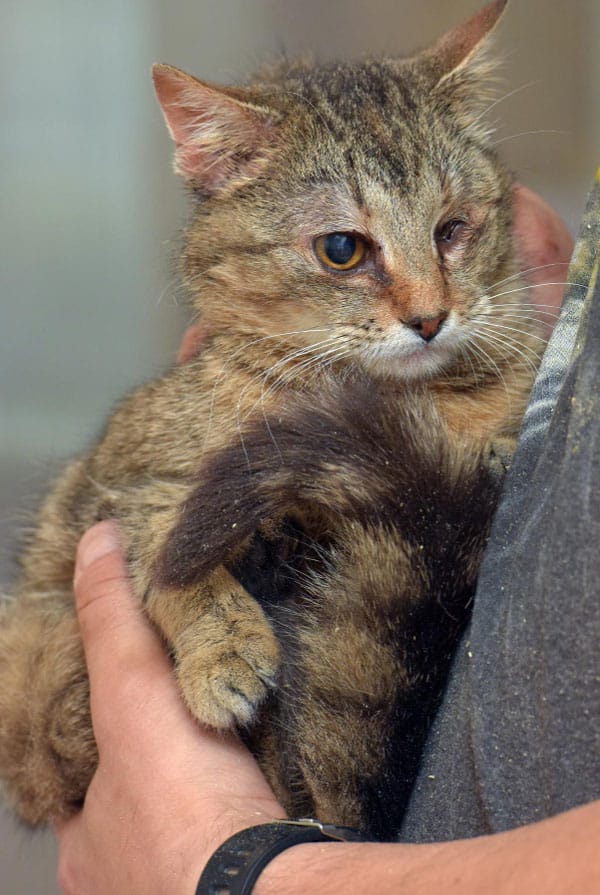 Chat malade ayant une cardiomyopathie dilatée
