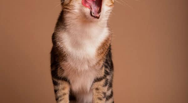 Chat heureux devant son assiette