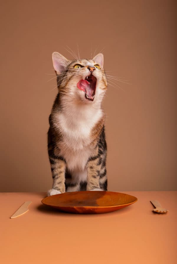 Chat heureux devant son assiette