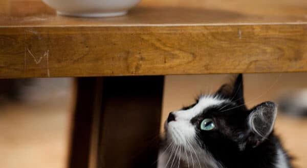 Chat blanc et noir curieux devant du chocolat
