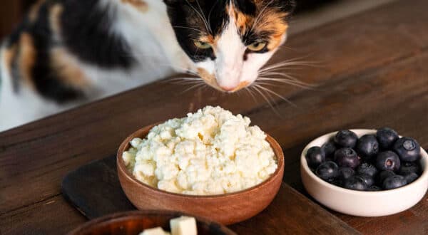 Chat blanc roux et noir très curieux devant du fromage