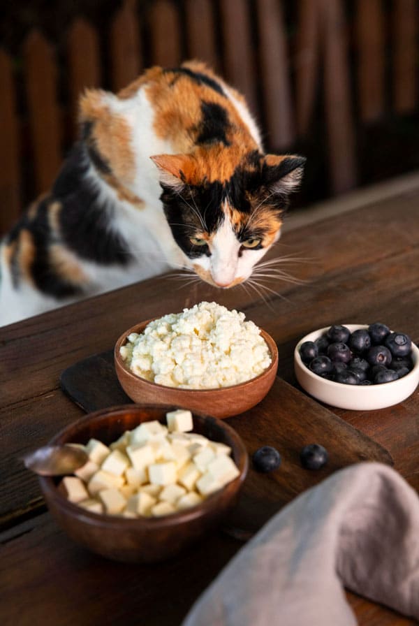 Chat blanc roux et noir très curieux devant du fromage