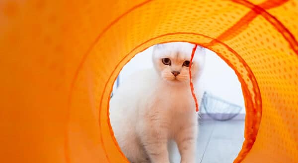 Chat blanc dans un tunnel orange